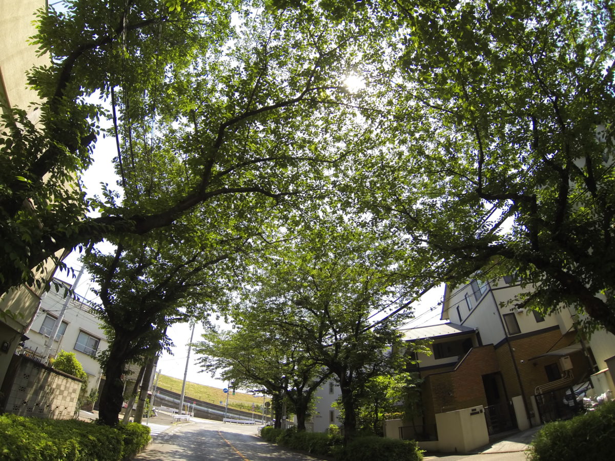 日本の木陰が少なくなっている！！